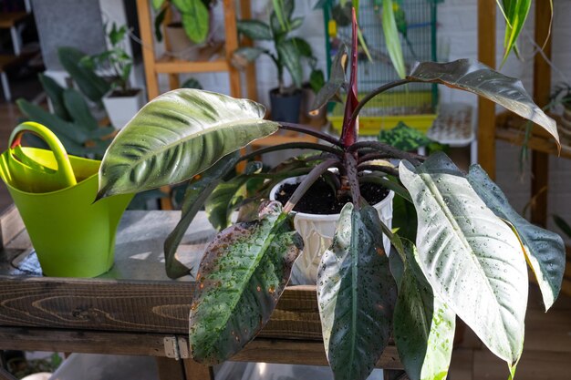 Philodendron White Princess